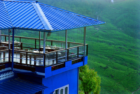 Forest Hollyhock view